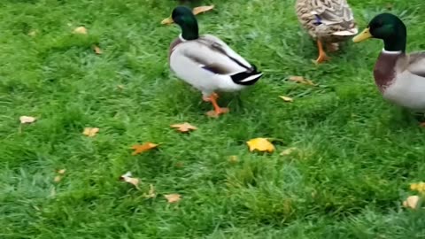 Many ducks willing to live