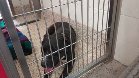 Billy-black-laid down 5y A767158 Julio-very busy 2y A861520 kennel 15 pod 1 PACC shelter20250618_89