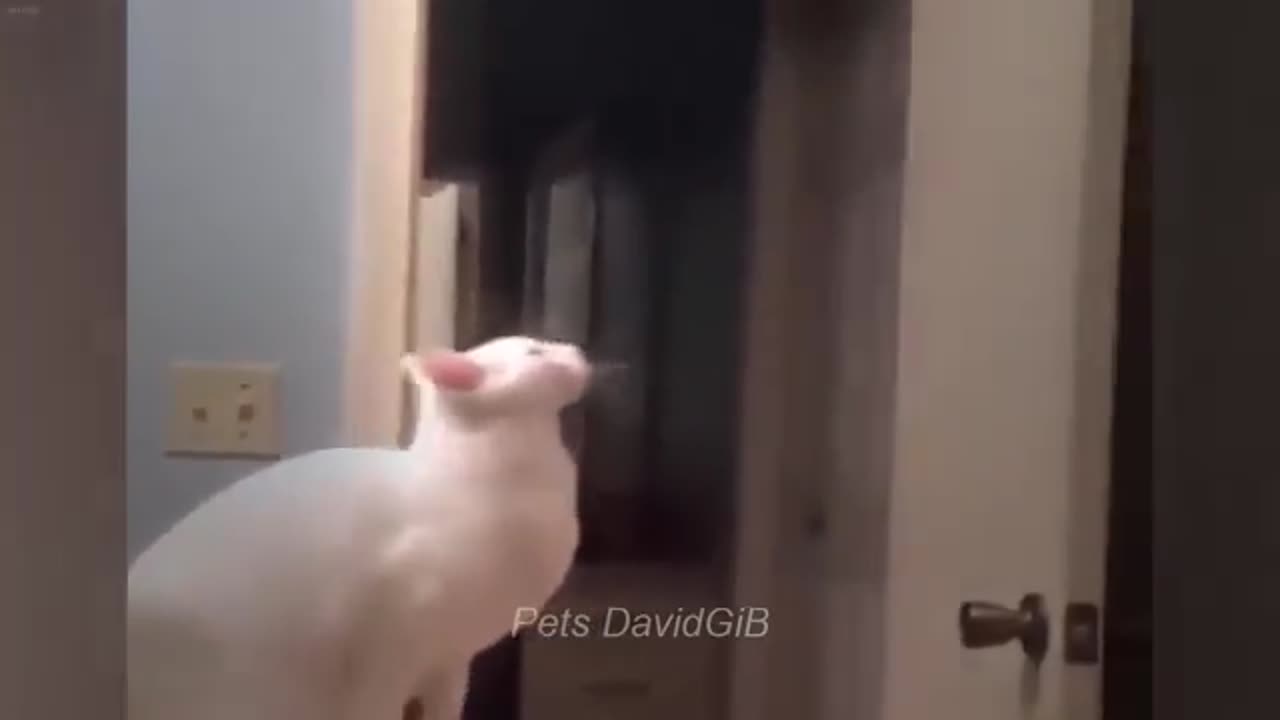 Cat funny