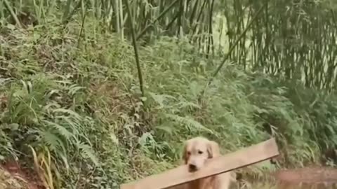 Dog building a bridge for kitten