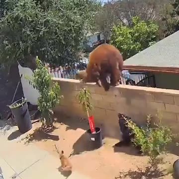 Bear vs Dogs - Win Bear Bear vs Woman - Win Woman