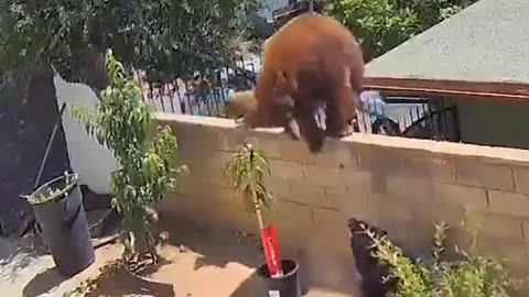 Bear vs Dogs - Win Bear Bear vs Woman - Win Woman