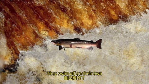 抗焦慮藥汙染 鮭魚遷徙生態
