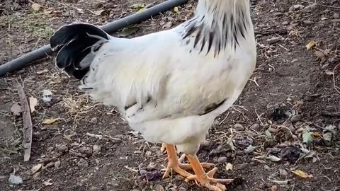 Animal