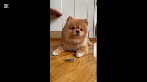 Look at this poor dog