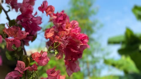 Have You Ever Seen Red Paper Flowers in Nature? | Bougainvillea Beauty