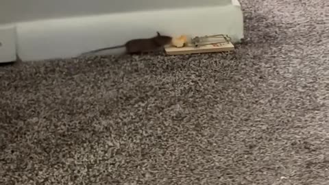 😂🐱 Trap Becomes Treat! | FunFM