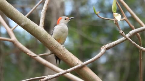 Female Red-bellied Woodpecker #redbelliedwoodpecker