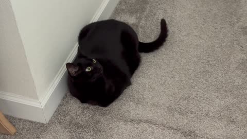 Cute Precious Piper Guards the Hallway from a New Spot - Adopting a Cat from a Shelter Vlog