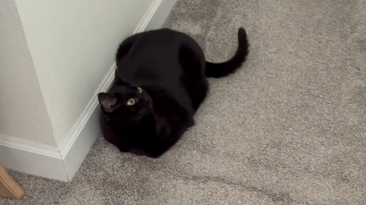 Cute Precious Piper Guards the Hallway from a New Spot - Adopting a Cat from a Shelter Vlog