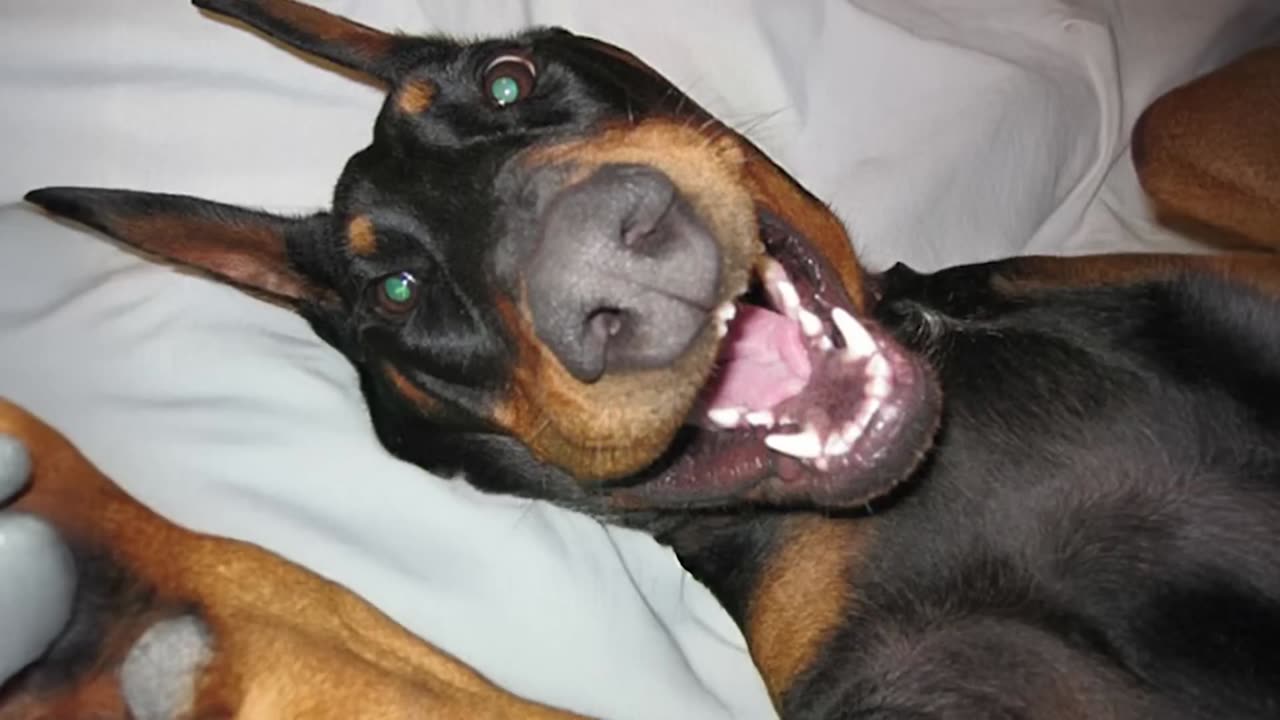 Doberman's Unexpected Hilarious Moments That Will Make You Laugh!