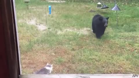 Funny animal videos
