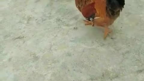 Puppy love playing with rooster 🤣😅🐩🐓