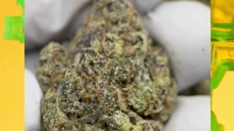 Blackcherry Blaster THCa Flower | Indica | Vanilla Cherry Pine | Euphoric-Sedating Hybrid | Bulk
