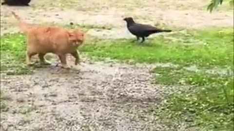 Animals fun