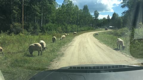 Watching Sheep