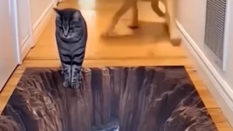 Funny animals reactions