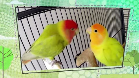 Mi Mascota y Yo - T02E06 - Agapornis