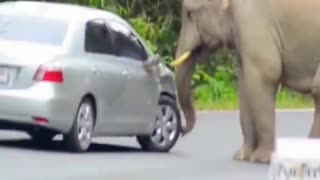 Elephant: Good tires! How is the suspension? Any good? 😂