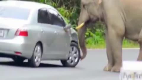 Elephant: Good tires! How is the suspension? Any good? 😂