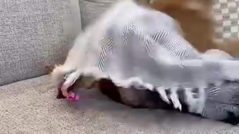Trending: Dogs do anything to get out of the vet.