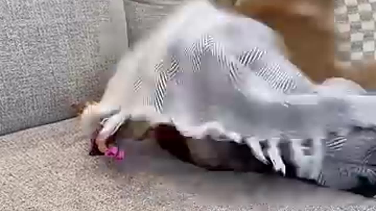 Trending: Dogs do anything to get out of the vet.