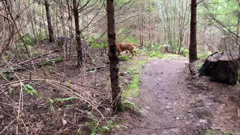 macdon trail patrol 3983209843098