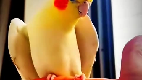 SILLY PARROTS SATURDAY 6/21/25