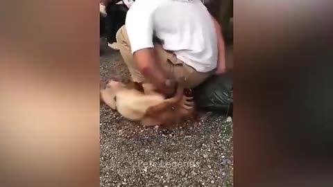 Funny animal videos