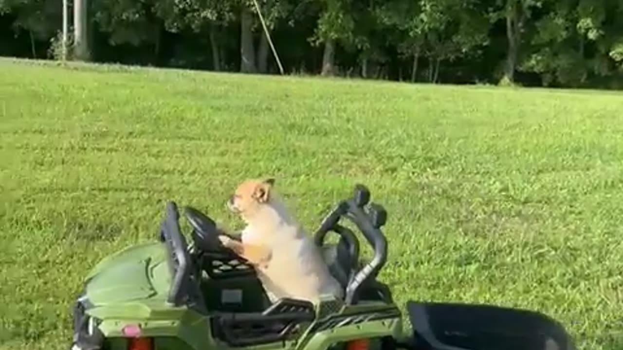 🚗😂 Beau's Driving Skills... Not So Great | FunFM