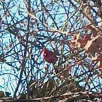 Northern cardinal