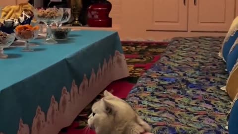 😂🐱 Mom Scolds Kitten Like She's Scolding Her Daughter | FunFM