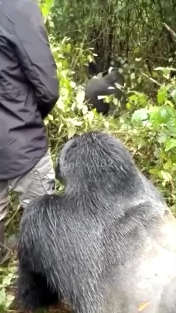 Strange behavior of animals