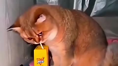cat momets