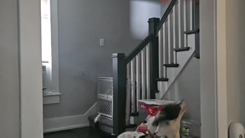 Parkour Pup