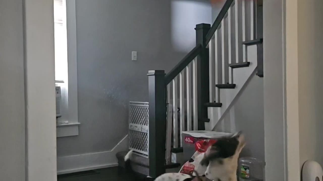 Parkour Pup