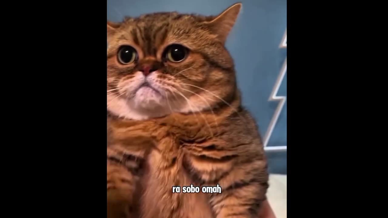 Funny cat moment