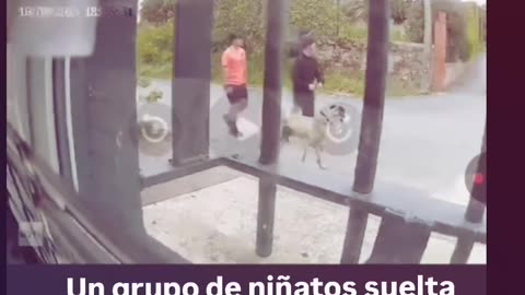 Brutal!!! Unos niñatos hijos de puta atacan a un gato