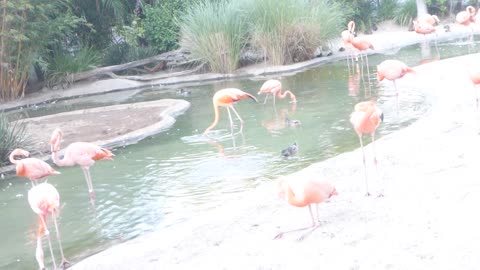 EVERY FLAMINGO DANCE NOW!!