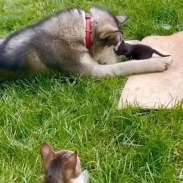 Cat introduces her kitten to her dog friend.. 😊