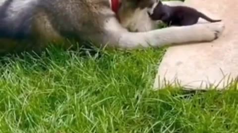 Cat introduces her kitten to her dog friend.. 😊