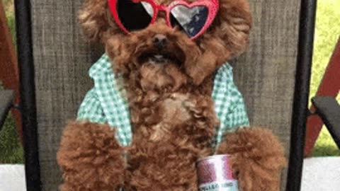 "You Won’t Believe What These Dogs Did on Dog’s Day! 🐶❤️ #1 Celebration Ever!"