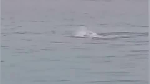 In Egypt you have to watch out for sharks.