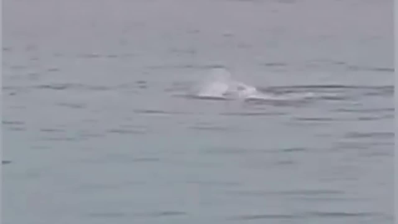 In Egypt you have to watch out for sharks.