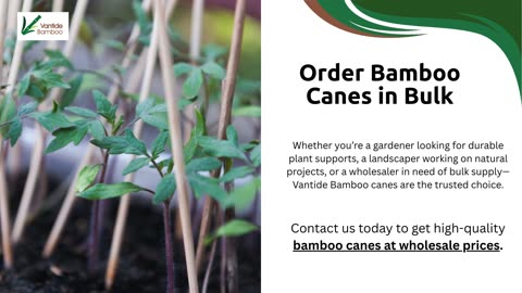 What Are Bamboo Canes and How Are They Used?