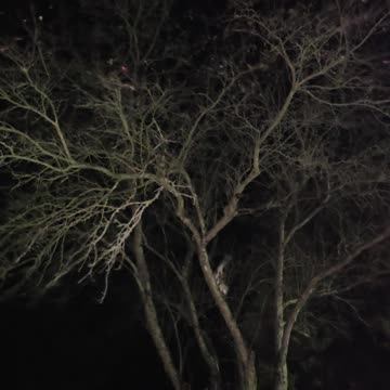 Miss Kitty in a tree.