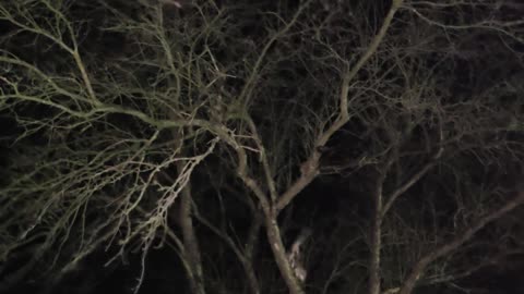Miss Kitty in a tree.