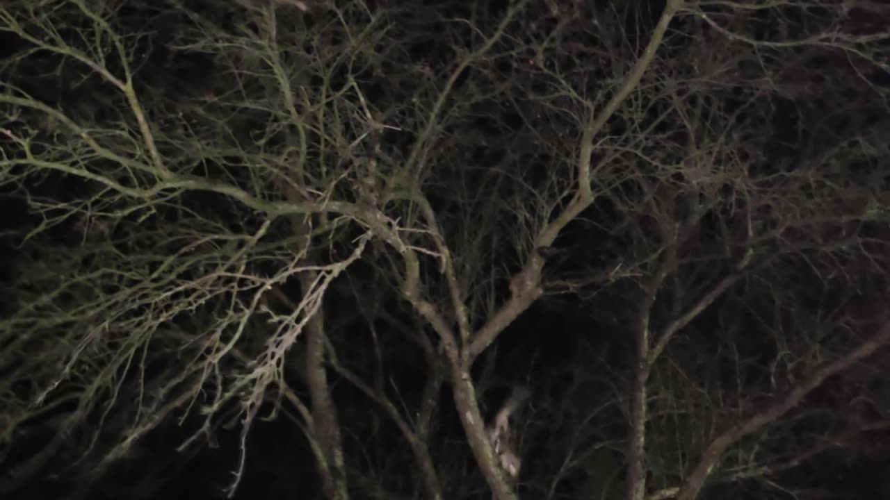 Miss Kitty in a tree.