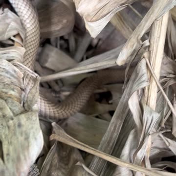 W.ild Coachwhip snake in an Ice Cream Banana patch