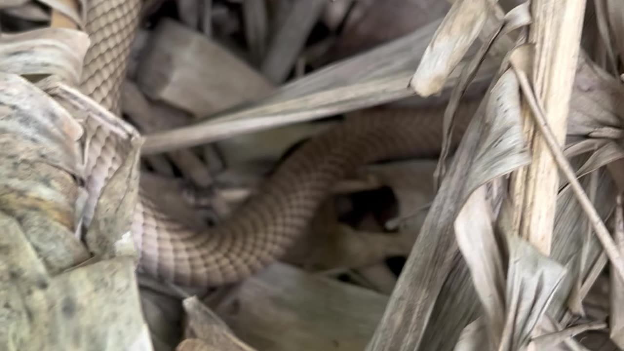 W.ild Coachwhip snake in an Ice Cream Banana patch
